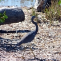Heron Strut